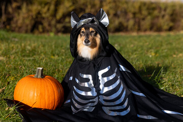 Happy funny Halloween postcard with sable white shetland sheepdog, sheltie with orange pumpkin and funny dog night bat skeletone costume. Small collie, lassie dog on all saints eve in the park 