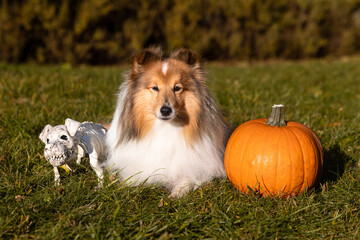 Happy funny Halloween postcard with sable white shetland sheepdog, sheltie with orange pumpkin and funny dog sceletone. Small collie, lassie dog on all saints eve in the park with Halloween decoration