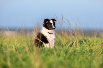 Stunning nice fluffy black white shetland sheepdog puppy, sheltie sitting outside on a sunny summer...