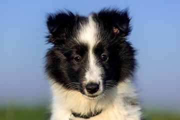 Stunning nice fluffy black white shetland sheepdog puppy, sheltie sitting outside on a sunny summer day. Small, little cute collie dog, lassie portrait in spring time with green grass and blue sky