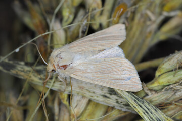 Obraz premium Common Wainscot Mythimna pallens at rest on maize, corn.