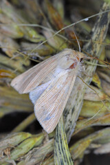 Common Wainscot Mythimna pallens at rest on maize, corn.