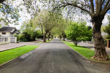 Street trees in the city of New Zealand.