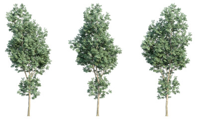 set of trees, 3D rendering, isolated on a transparent background. Perfect for illustration, digital composition, and architecture visualization