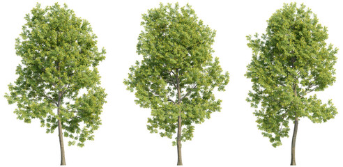 set of trees, 3D rendering, isolated on a transparent background. Perfect for illustration, digital composition, and architecture visualization