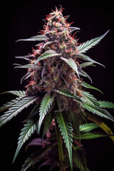 Cannabis, ripened top flower of cannabis, marijuana for medical purposes. Cannabis production.