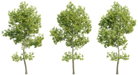 set of trees, 3D rendering, isolated on a transparent background. Perfect for illustration, digital composition, and architecture visualization