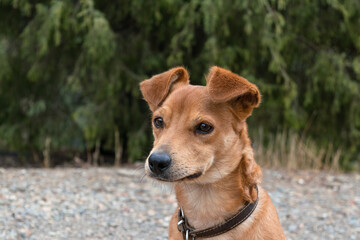 Serious dog looks carefully