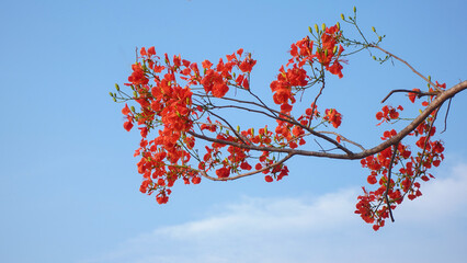 Close up of delonix regia flower or Flamboyant Tree in bloom