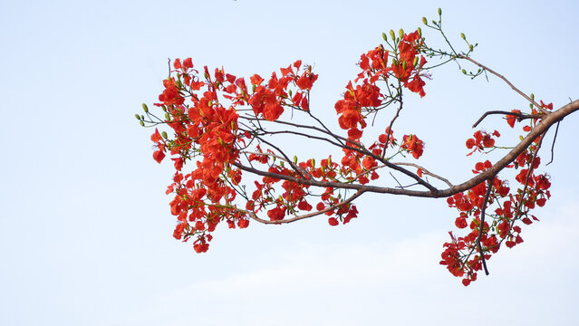 Close up of delonix regia flower (Royal Poinciana, Flamboyant Tree, Flame Tree, Peacock Flower, Gulmohar) in white background