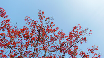 Flamboyant flowers bloom on a whole tree. Royal Poinciana, delonix regia flower, Flame Tree, Peacock Flower, Gulmohar tree
