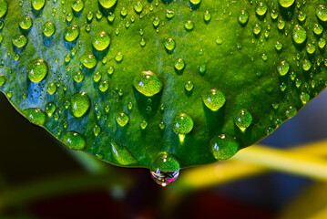 Raindrop on a green leaf.