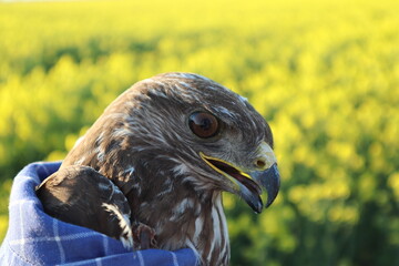 Buzzard, a bird of prey,  Myszołów