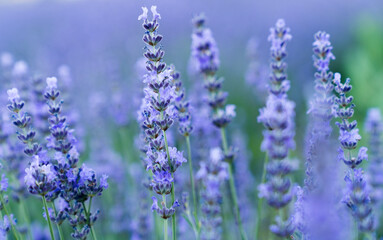 Lavender flower background with beautiful purple colors and bokeh lights. 