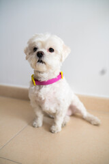 Beautiful small maltese white dog sitting and wearing pink collar and looking at camera. Animal concept.