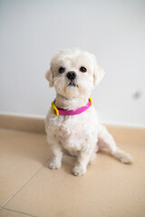 Beautiful small maltese white dog sitting and wearing pink collar and looking at camera. Animal concept.