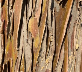 Bari, Italy. Dry tree bark texture background