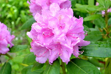 Pink rhododendron flower on green background.