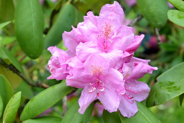 Pink rhododendron flower on green background.