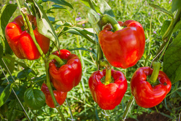 Fresh red and green bell peppers on plants in an organic garden, highlighting natural farming and the vibrant colors of fresh produce for culinary and health purposes