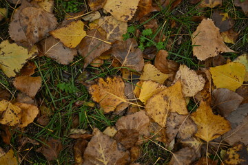 yellow fallen leaves of poplar, yellow brown leaves on a green background 