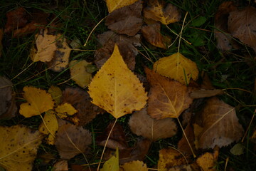 yellow fallen leaves of poplar, yellow brown leaves on a green background 