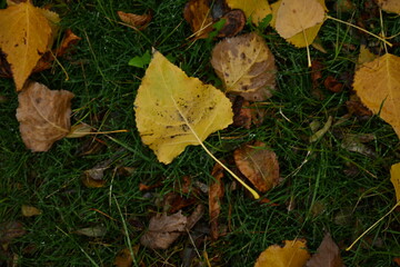 yellow fallen leaves of poplar, yellow brown leaves on a green background 