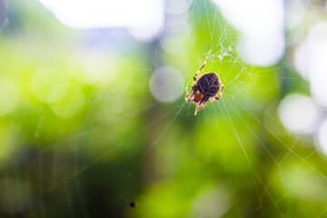 Close up spider on the web