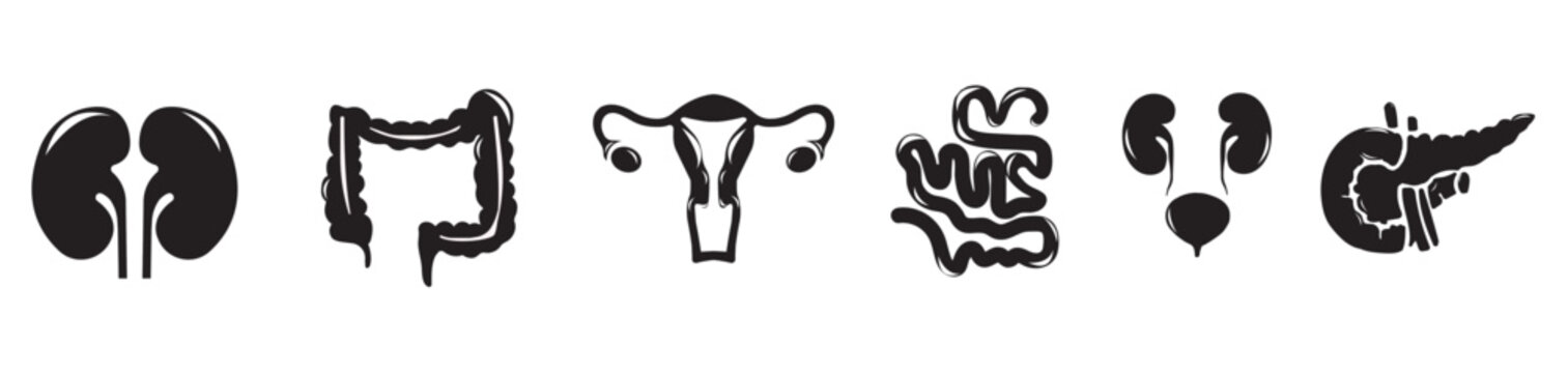 Human internal organs. Vector sketch isolated illustration. Hand drawn doodle anatomy symbols set.Reproductive system, lungs,liver,intestine,stomach,pancreas,kidney,uterus,intestine,galbladder	