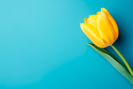 yellow tulip on blue background and place for text . Bright image. 