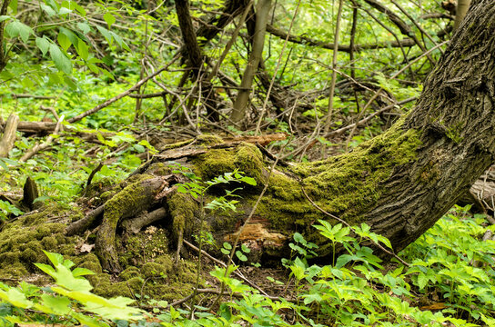Roots and part of trunk of the old tree, covered with moss, forest thickets in the background, forest plants in the foreground