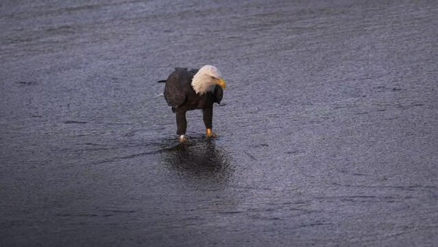 A Bald Eagle catching and eating tiny fish on a spillway