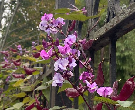 Hyacinth bean Dolichos lablab purple flowers.