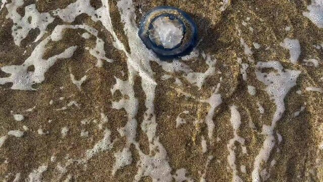 Jellyfish population drifting to the beach and losing their lives due to ecological, climatic and environmental reasons