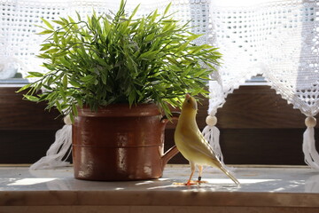 mały ptak,  kanarek, żółty, small bird, canary, yellow - obrazy, fototapety, plakaty