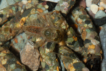  effimere o efemerotteri (Ephemeroptera 