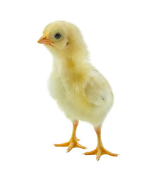 Yellow chick or chicken isolated on a white background
