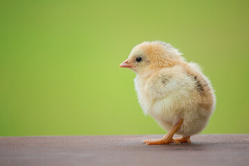 Adorable yellow chick on the farm on a natural background in the summer season