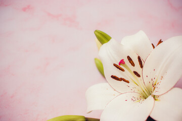 imagen macro de flor blanca de Azucena