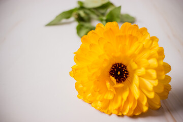 Detalle de flor amarilla vibrante de Camomila