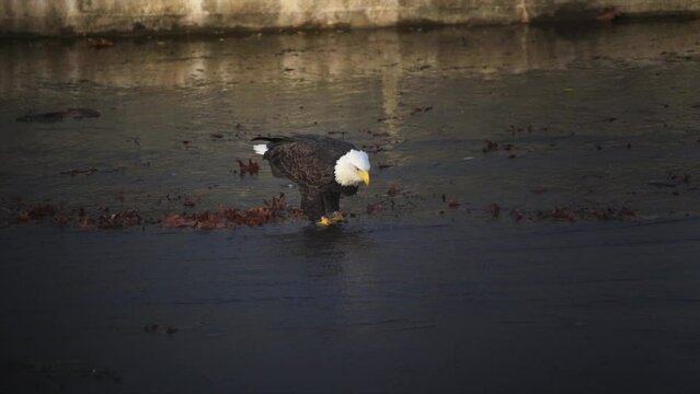 A pair of Bald Eagles catching and eating tiny fish on a spillway