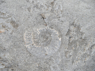 Ammonite fossil in stone from beach in Dorset, UK. Ammonite Nautilus.