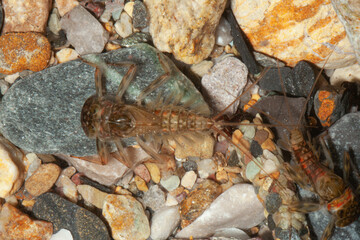  effimere o efemerotteri (Ephemeroptera 