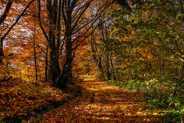 Szlak, Jesień, Góry, Beskidy