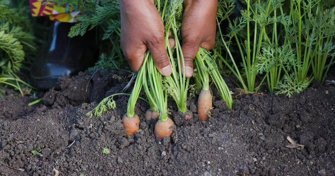 Slow motion cropped view. Black farmers hands pulling fresh carrots out the ground