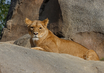 Female lion (Panthera leo, family: Felidae).