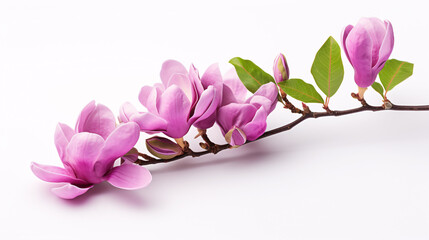 A lavender Magnolia felix sits alone on a milky-white background.