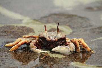 Crab on the sand with water