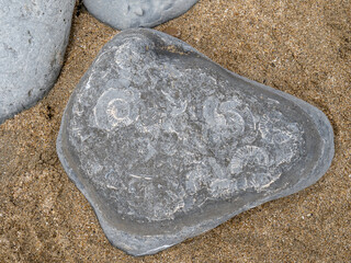 Ammonite fossils in stone from beach in Dorset, UK. Ammonite Nautilus.