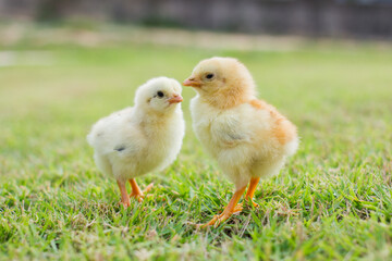 Adorable baby chicks on green grass field, perfect for Easter-themed decorations, springtime designs, and rural lifestyle promotions. © Santirat